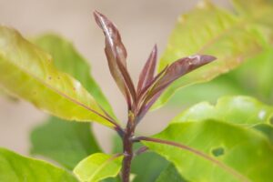 民生委員に相談する介護の悩み解決法は？