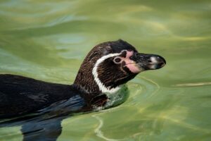 ケアマネジャーの役割を詳しく説明すると何が分かる？