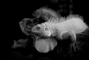 レスパイトケアの利用方法とは？