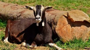 ホームヘルパーの利用方法を知りたい方へおすすめのガイドは？